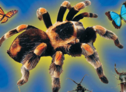 Világ csodái – ízeltlábúak kiállítása